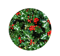 Ingredient 3